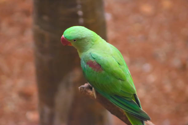 Green Beautiful Cute Parrot Closeup Face