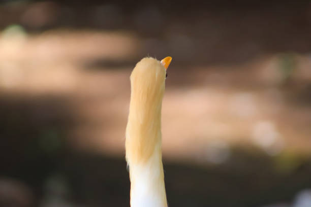 Egret Bird Back Head Closeup Face With Blur Background