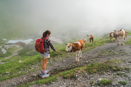 Woman encountering the cow on the hiking path in Swiss ALps  in summer