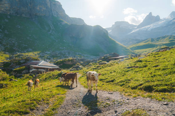 Scenic rural view of cows  on pasture in Swiss Alps in summer