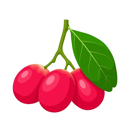 Vector illustration, Karonda fruit, also called Bengal-currants, and Carandas-plum, scientific name Carissa carandas, isolated on white background.