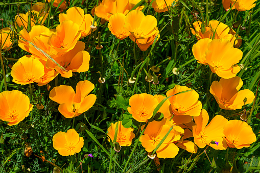 Close-up view of Blooming California Poppy (Eschscholzia californica) wildflowers.\n\nTaken near Suisun Bay, California, USA
