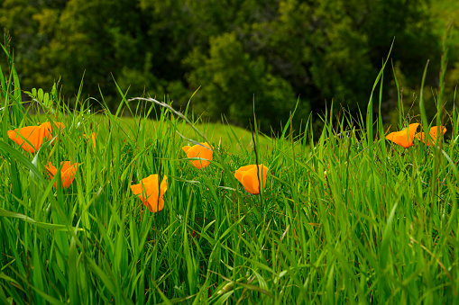 Close-up low angle view of Blooming California Poppy (Eschscholzia californica) wildflowers.

Taken on Mt. Diablo California, USA