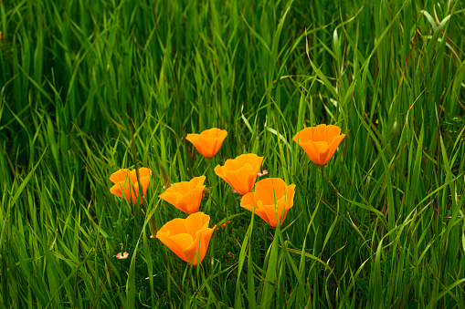 Close-up low angle view of Blooming California Poppy (Eschscholzia californica) wildflowers.\n\nTaken on Mt. Diablo California, USA