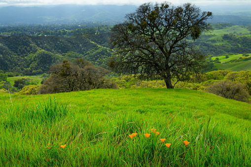 Wide view of Blooming California Poppy (Eschscholzia californica) wildflowers.\n\nTaken on Mt. Diablo California, USA