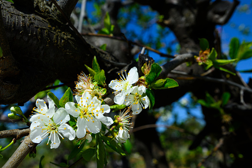 Close-up of springtime plum blossoms on orchard trees.\n\nTaken in Sacramento Valley, California, USA