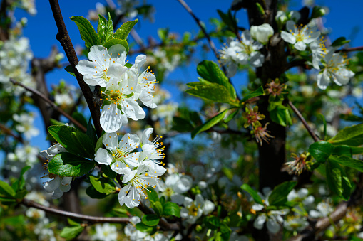 Close-up of springtime plum blossoms on orchard trees.\n\nTaken in Sacramento Valley, California, USA