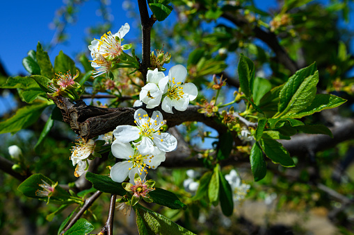 Close-up of springtime plum blossoms on orchard trees.\n\nTaken in Sacramento Valley, California, USA