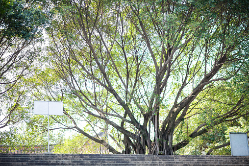 The tall banyan trees in the temple