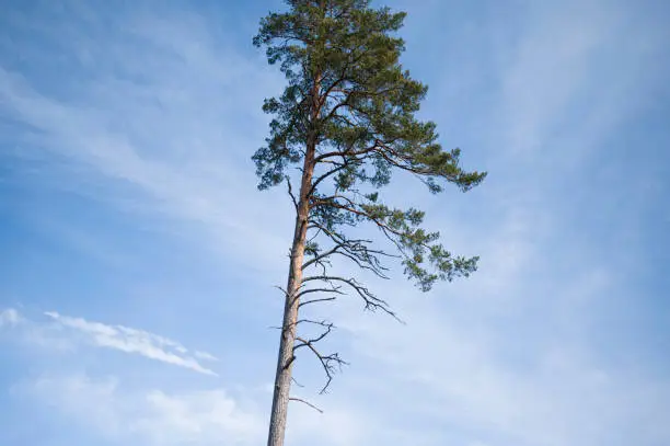 Photo of Tree silhouette on hazed blue sky background