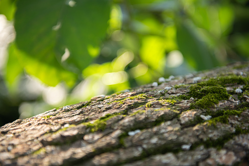 Close up shots of tree trunks, with sunlight and green background.