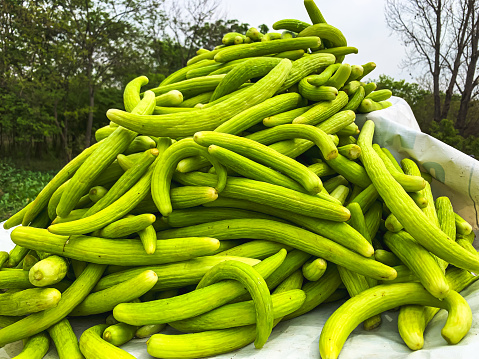 Fresh long green organic Armenian cucumbers are sold at local market stalls in hot weather, the name of the cucumber in the local Pakistani language is (kakri).