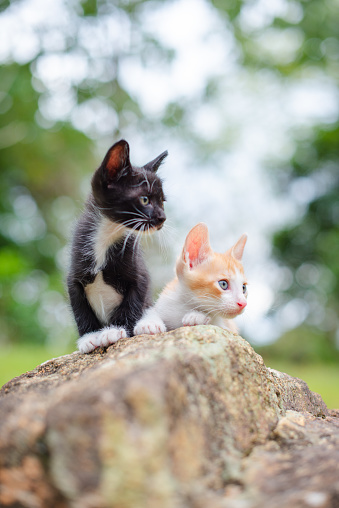 Two cute little cats on the stone.