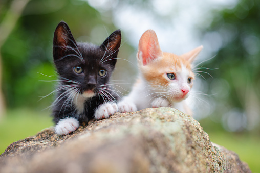 Two cute little cats on the stone.