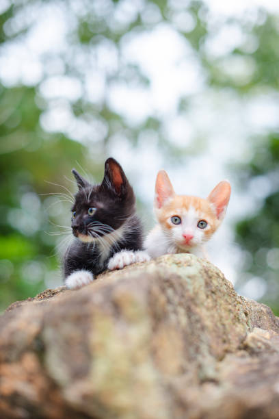 Two cute little cats on the stone.