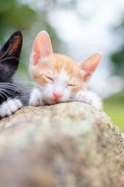 Two cute little cats on the stone.
