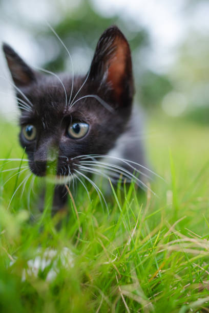 A little cat on the grass