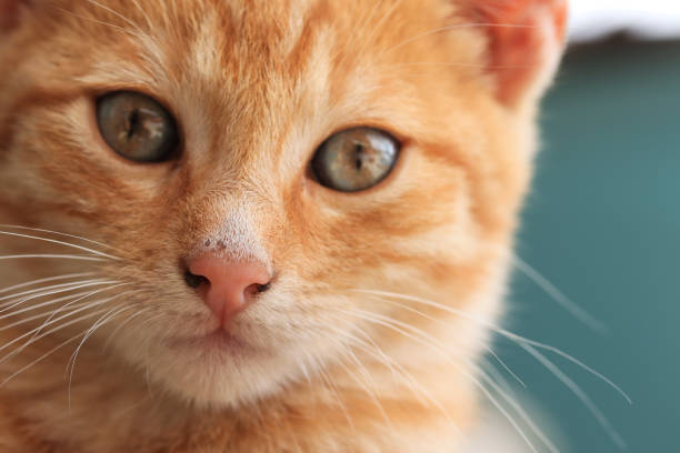 Photograph of attentive look of orange puppy cat.