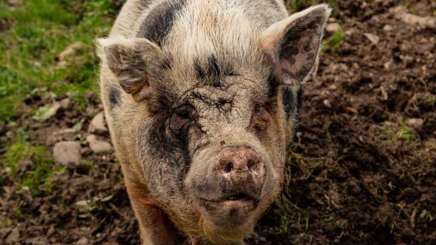 istock Female Pig With Mouth Open. 2141768418
