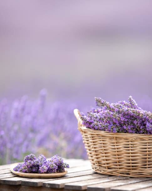istock Harvesting season. Lavender bouquets and basket. 2141770643