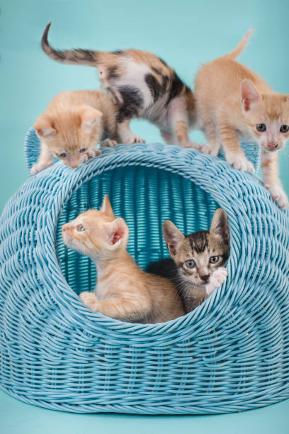 The kitten is playing happily on the blue cat's nest.