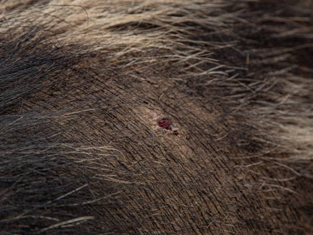 istock Small Sore On Female Pig's Back. 2141772258