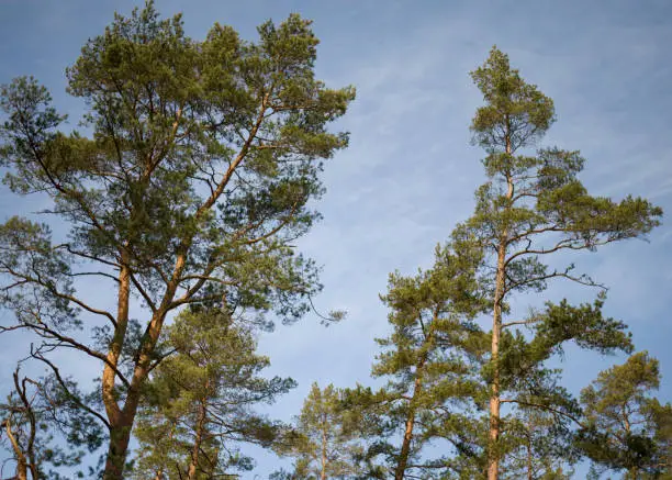 Photo of Tree silhouette on hazed blue sky background