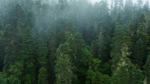 istock Beautiful forest landscape in Sichuan,China 2141775472