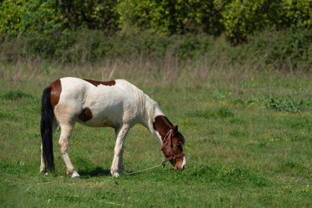 Red and white horse grazing in a field in Turkey