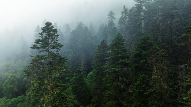 istock Beautiful forest landscape in Sichuan,China 2141776005