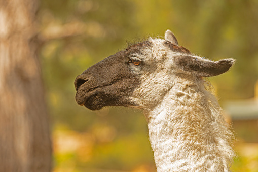 Close-up of a llama at the zoo. Llama glama.