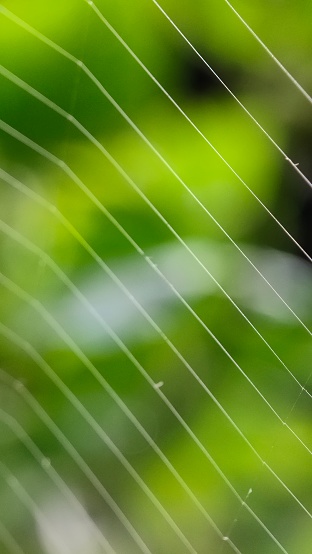 Spiders are animals that are unique in that they emit webs from their bodies. The net is used to catch prey. Spiders are a type of book-bearing animal (arthropod) with two body segments, four pairs of legs, no wings, and no chewing legs. Spiders are predators of insects around them, so spiders have an important role in the food chain. Spiders (Order Araneae), are members of the arthropod phylum that have high adaptation to various environmental conditions.