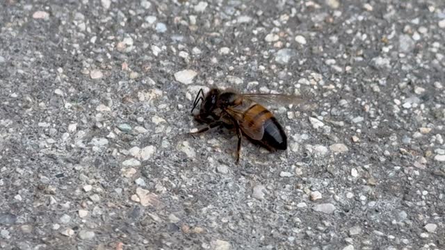Close-up of a bee on concrete surface in Southern California
