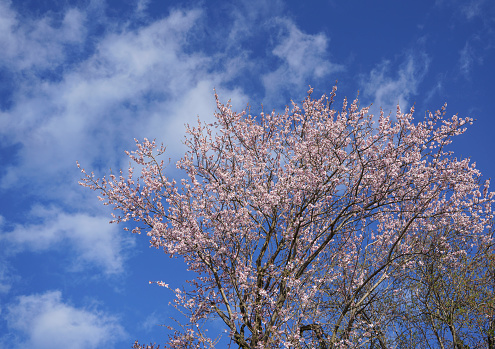 Springtime blossom landscape in Antalya, Turkiye