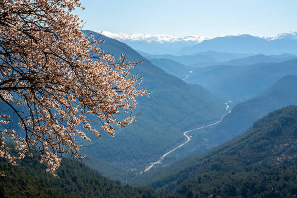 Springtime blossom landscape in Antalya, Turkiye