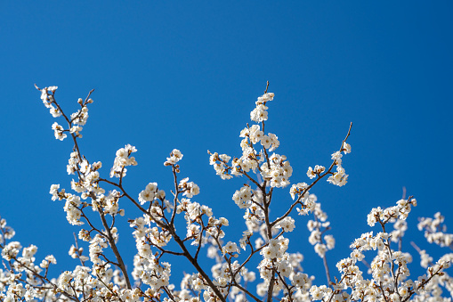 Springtime blossom landscape in Antalya, Turkiye