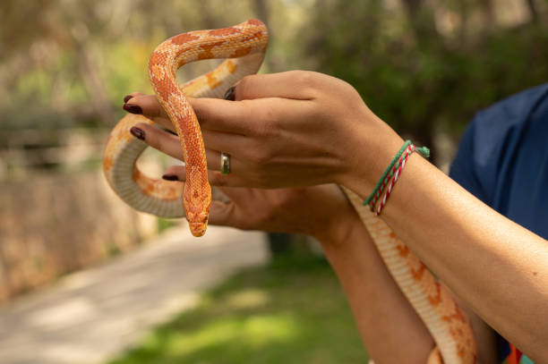 istock Kadnn elinde krmz msr ylan. Pantherophis guttatus. 2141796936