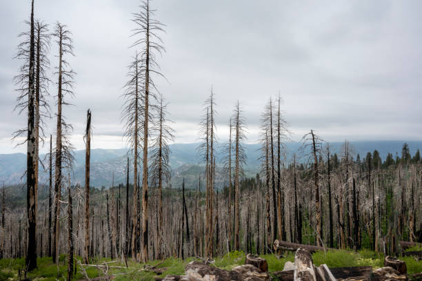 istock Wildfire in California. Forest fire in the mountains 2141797499