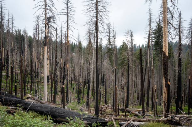 istock Wildfire in California. Forest fire in the mountains 2141798067