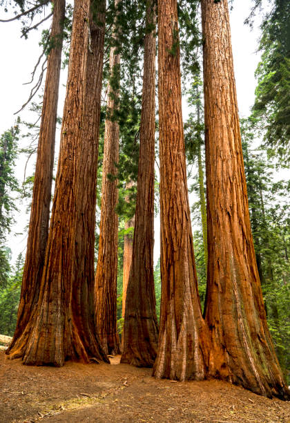 istock Giant Sequoia Trees in California 2141799173