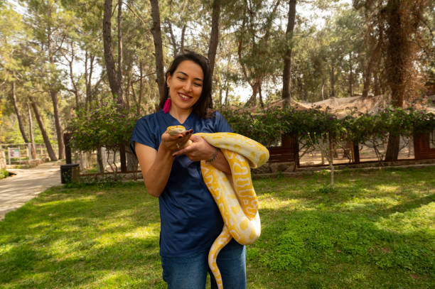 50+ Burmese Yellow Python Stock Photos, Pictures & Royalty-Free Images ...