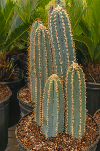 Four blue torch cacti in one pot for sale in plant nursery