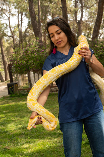 Women Vs Python 110+ Python Molurus Bivittatus Yellow Burmese Snake Stock Photos ...
