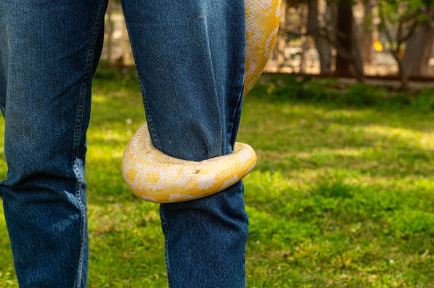 400+ Yellow Burmese Python Foto Stok, Potret, & Gambar Bebas Royalti ...