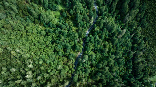 istock Beautiful high altitude forest mountain landscape 2141820811