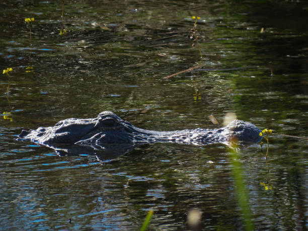 istock Alligator head in lake 2141826678