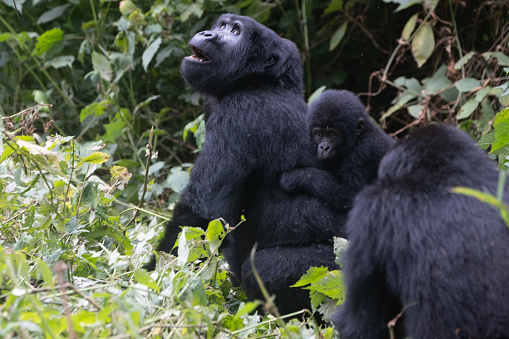 great silverback Mountain Gorilla, in the Bwindi National Park in Uganda.
