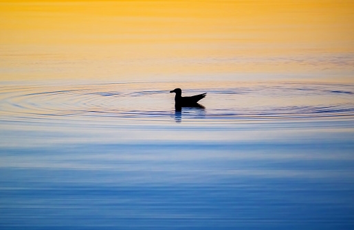 Silhouette of a duck floating on calm water