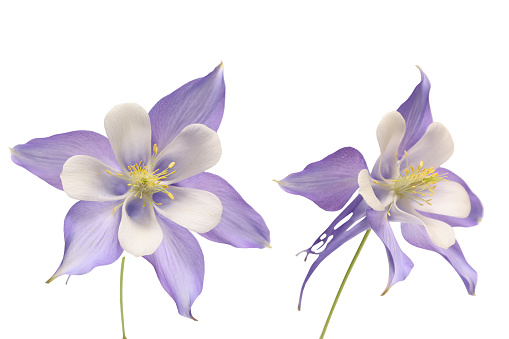 Clipped image of Columbine flower head isolated a white background.