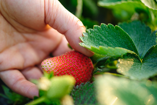 Hand picking strawberry fruit in spring garden